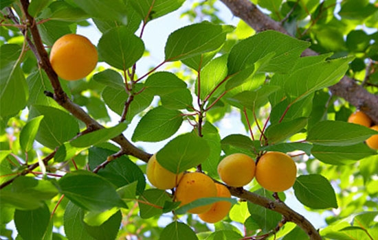 立夏吃個杏，到老沒有病