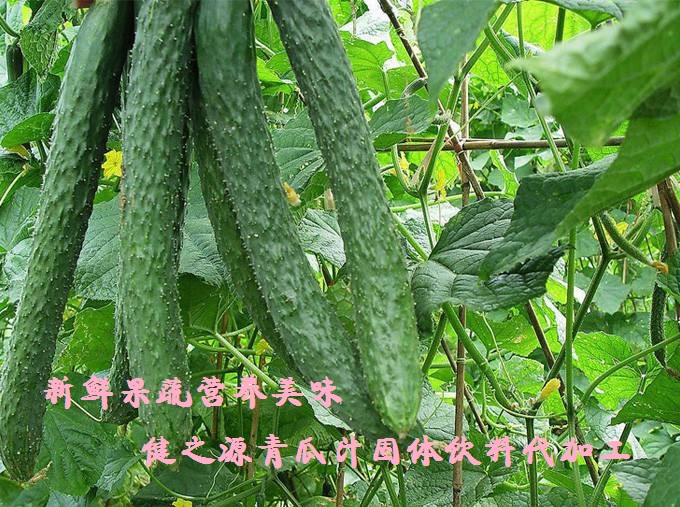 青瓜的六大營(yíng)養(yǎng)價(jià)值，你知道嗎？